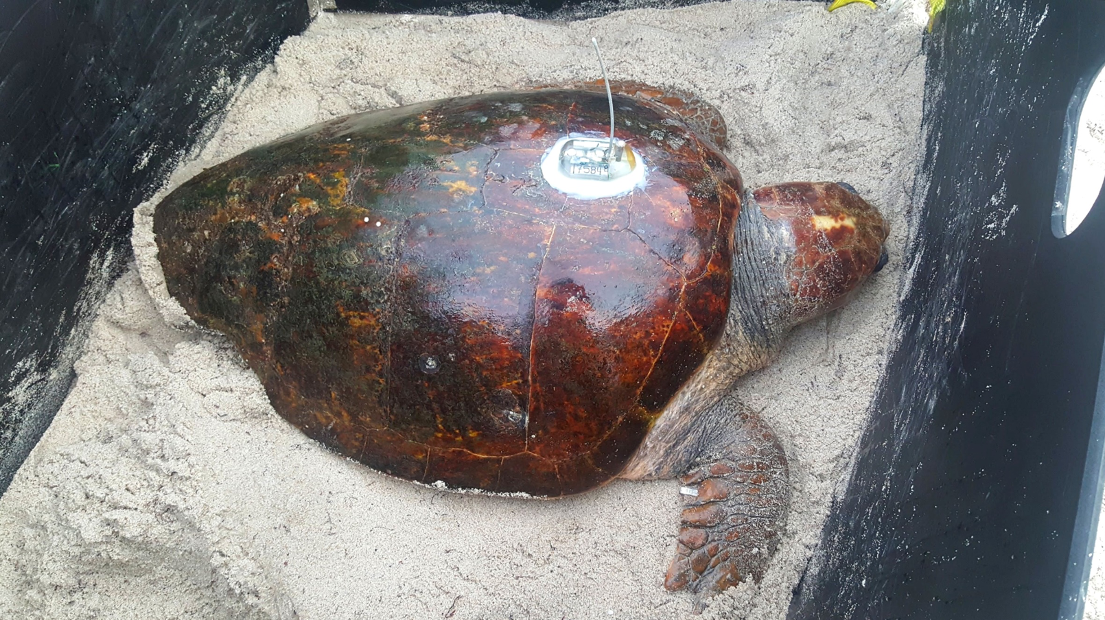 Chimera - Sea Turtle Tracking